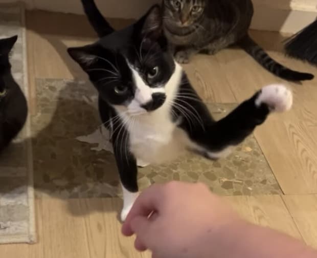 他の猫がやっていると真似したくなっちゃう！ ポカポカ連続猫パンチ！