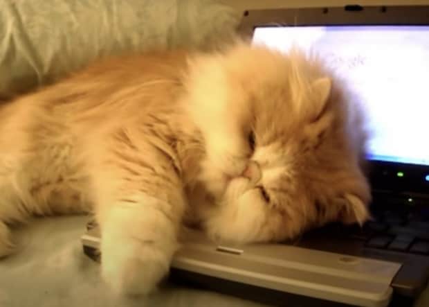 「あたちの枕に触らないでっ!」パソコンの上でくつろぐ猫