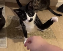 他の猫がやっていると真似したくなっちゃう！ ポカポカ連続猫パンチ！