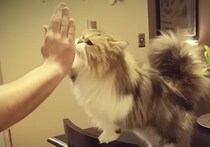 「ヘイ、ハイタッチ！」猫だって芸を覚えるんだぞ！
