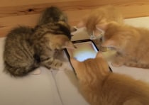 「俺んちでゲームしようぜ〜！」子猫の遊び方が現代子っぽい。