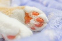 肉球って、雪の上でも平気なの？ 初めて歩いてみた猫さんは…