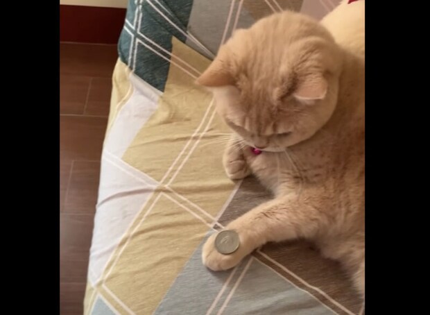 猫「コインを…こうじゃろ？」1回見ただけでコイントリックを覚えちゃった！