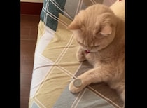 猫「コインを…こうじゃろ？」1回見ただけでコイントリックを覚えちゃった！