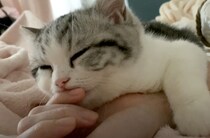 二度寝に誘ってくる子猫、これは絶対に断れないよね！