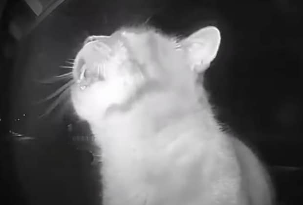 ただいみゃ〜！ 玄関のインターホンを使って帰宅を知らせる猫「賢すぎる！」「人間の道具を使いこなしている！」と驚きの声