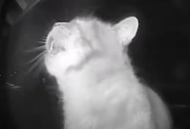 ただいみゃ〜！ 玄関のインターホンを使って帰宅を知らせる猫「賢すぎる！」「人間の道具を使いこなしている！」と驚きの声