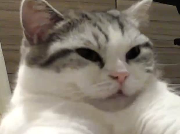 不満爆発？ 留守番中の猫さん、予想以上に独り言で文句をつぶやいていた