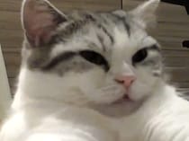 不満爆発？ 留守番中の猫さん、予想以上に独り言で文句をつぶやいていた