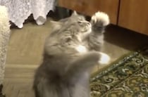 らららん♪  飼い主さんの歌声に合わせてダンスをする猫。