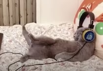 休日はゴロゴロして動画を見るのだ！猫動画を楽しむネコ