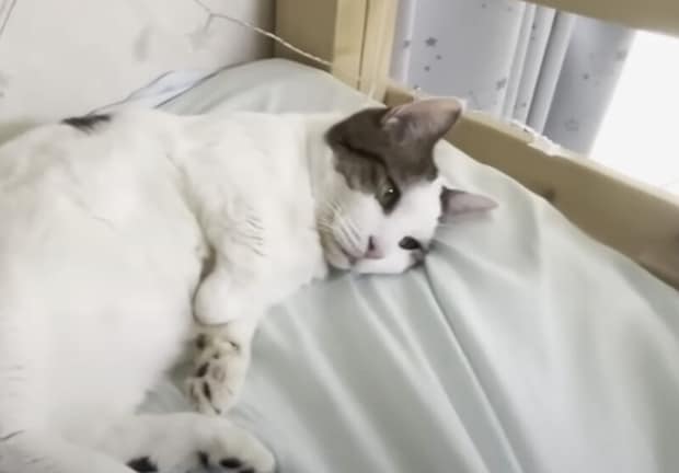 「絶対に退かん」反抗的する様子も可愛い猫さん