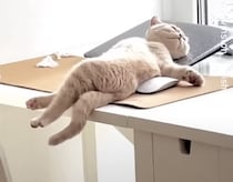 「年末にゴロゴロするのって最高だにゃ」子猫の大胆なくつろぎっぷりが可愛い