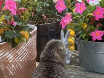 庭先で観察を楽しむ猫さん、お花を見ているのかと思ったら…