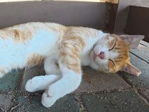 あっちにもこっちにも猫がごろん♡ 夏の午後をのびのび過ごすベンチ下の光景