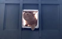 ペットドアから入っているのに怒られる猫さん。理由に納得していない？