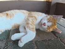 あっちにもこっちにも猫がごろん♡ 夏の午後をのびのび過ごすベンチ下の光景