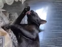 キッチンテーブルは私のお風呂!? 黒猫さんが大胆にゴロンしながら毛づくろい