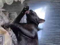 キッチンテーブルは私のお風呂!? 黒猫さんが大胆にゴロンしながら毛づくろい