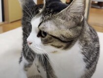 人の声を猫語に翻訳するアプリ！話しかけられた猫さんたちの反応は…