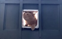 ペットドアから入っているのに怒られる猫さん。理由に納得していない？
