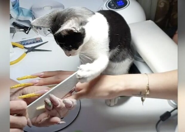 爪研ぎならもっと得意なんだけどニャ! ネイリストのお手伝いをする猫さん