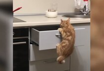 まるで忍者みたい！ 飼い主のゴハンを狙う器用な猫さん