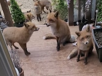 猫を迎えに行ったら… 待っていたのはキツネの大群！