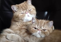 お顔がそっくりな鼻ペチャ兄弟猫。  届かないところをお互い毛づくろい♪