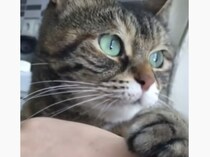 噛み付いてごめんニャさい… すぐに謝ってくれる猫さん。