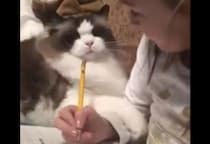 目の前にペンがあるとついつい… 勉強の妨害をしちゃう猫。