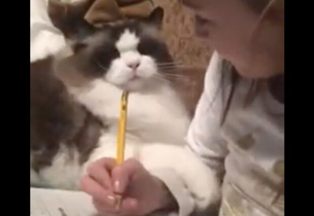 目の前にペンがあるとついつい… 勉強の妨害をしちゃう猫。