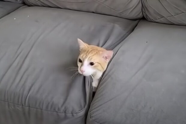 ソファから猫が生えてきた！ニョキッと登場する猫さん。