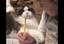 目の前にペンがあるとついつい… 勉強の妨害をしちゃう猫。