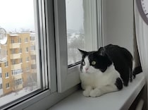 お留守番中の猫がヒマしないアイデア！ あっという間に時間が過ぎちゃうよ