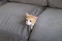 ソファから猫が生えてきた！ニョキッと登場する猫さん。