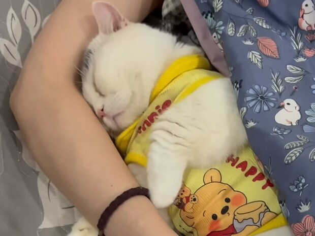 もうひとり子供が増えたみたい! パジャマ姿で眠る猫さんが可愛すぎる