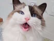 最後の「Meow」に自信があふれてる！ 飼い主さんの質問に可愛くお返事する猫さん