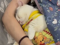 もうひとり子供が増えたみたい！ パジャマ姿で眠る猫さんが可愛すぎる