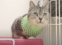 「果物ネット」がとっても似合う猫、何をつけているのか姉猫も見にきた！