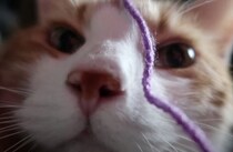 もふもふしたい♡ 猫さんの可愛いドアップ。