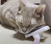 セルフマッサージでうっとり♪  自分でブラッシングをする猫。
