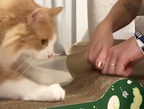 飼い主のお手本でついに成功！ 爪研ぎを真似っこする猫さんが可愛すぎる