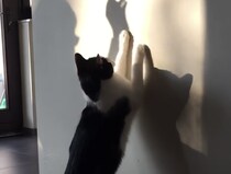 絶対捕まえてやる〜！飼い主さんの影を攻撃する猫さん
