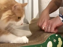飼い主のお手本でついに成功！ 爪研ぎを真似っこする猫さんが可愛すぎる