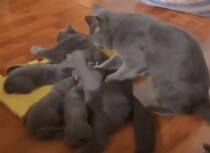 「いつもありがと♡」出産後の母猫をいたわる父猫。