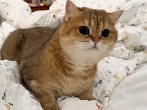 常に気になるモードON！キラキラお目目の猫さんの好奇心あふれる日常