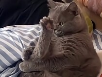 遊ぶ前にしっかり準備運動♪ ベッドでストレッチする猫さんが可愛い