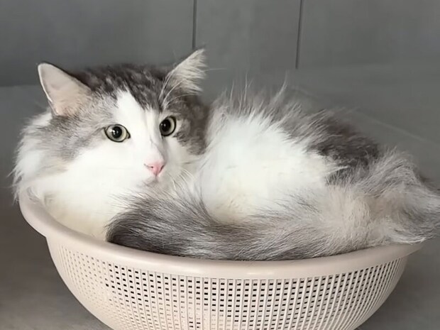 逆さにしてもそのまま!?  液体のように元の姿勢で落ち着く猫さんが面白すぎる