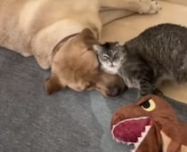 ずっと仲良しでいてね！ 犬さんに甘える老猫が可愛すぎた♡